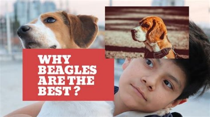 Banji Dogs: The Ultimate Guide to Understanding and Caring for This Unique Breed