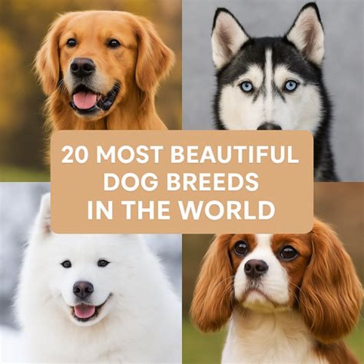 Beautiful Dogs: A Comprehensive Guide to the Most Stunning Canine Companions