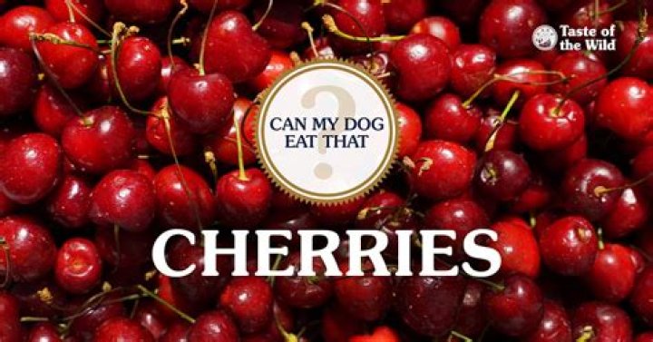 Can My Dog Eat Cherries? Answered & More