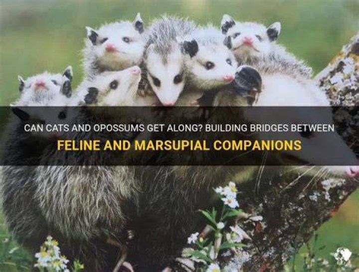 Cats and Opossums: Understanding the Relationship Between These Unique Creatures
