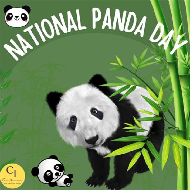 Celebrate National Panda Day at the San Diego Zoo: Fun, Conservation, and Community Engagement