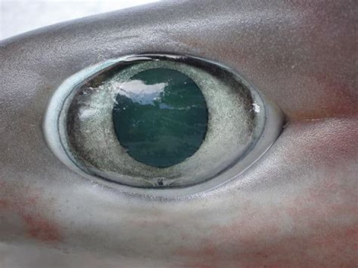 Do Sharks Have Good Eyesight: Unveiling the Truth About Shark Vision