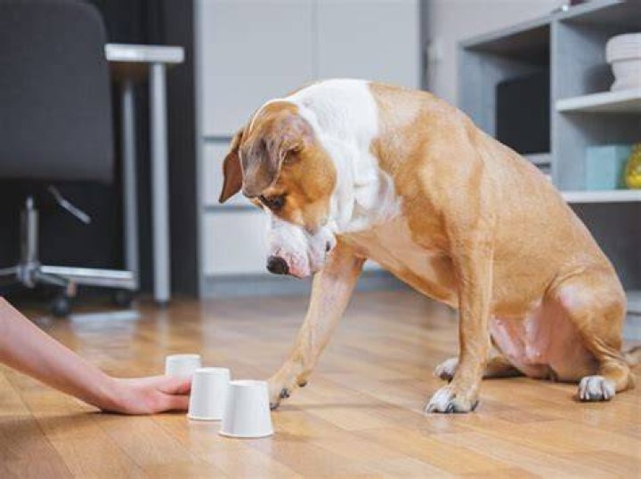 Dog Hand In Challenge: A Fun and Engaging Activity for Dog Owners