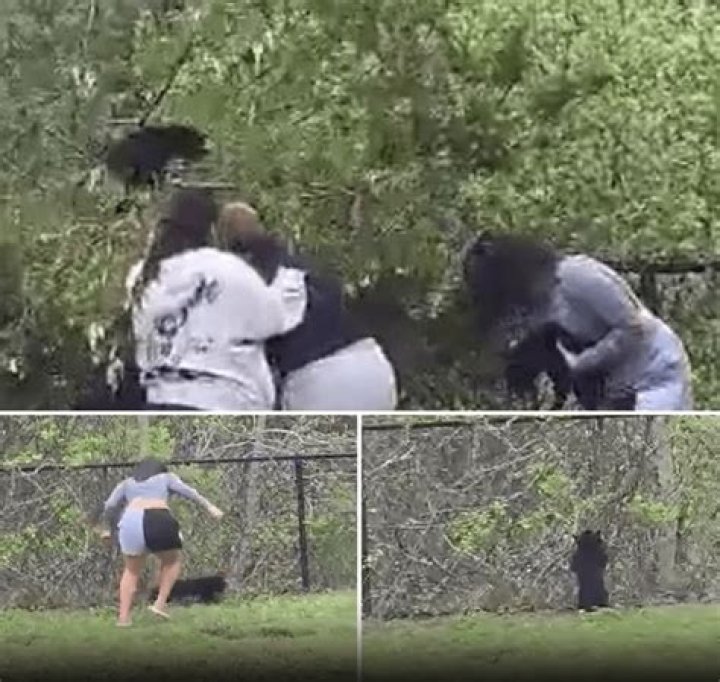 Group Yanks Bear Cubs from Tree for Selfies: A Comprehensive Exploration