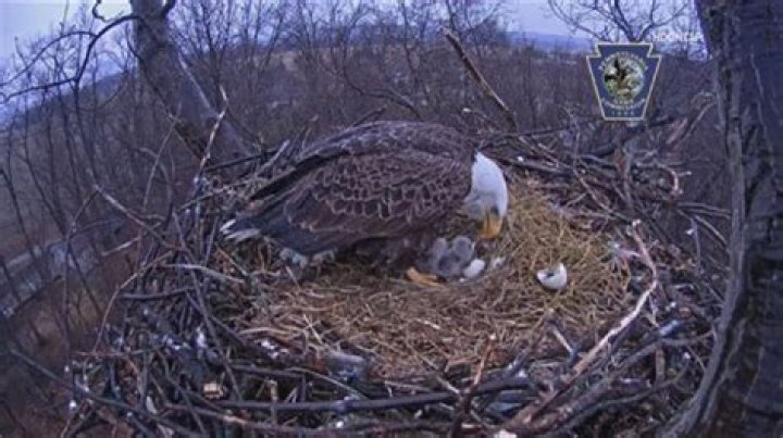 Hanover Eagle Cam: A Fascinating Live View into the World of Eagles