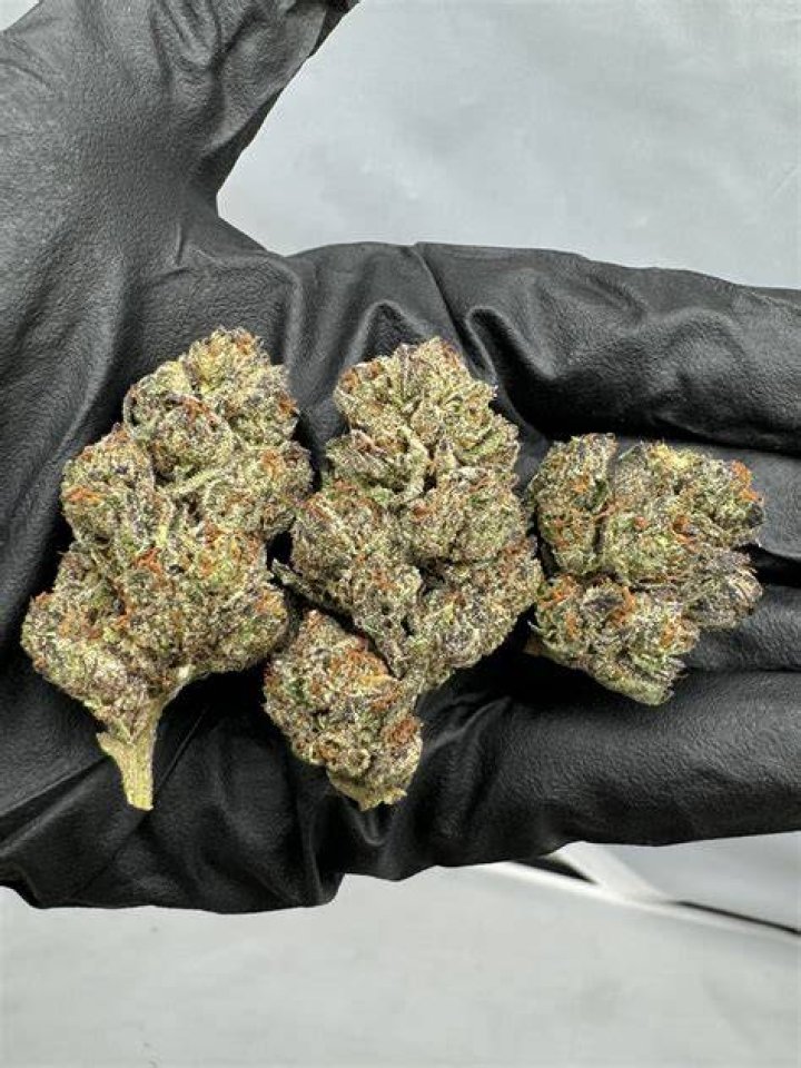 No Diddy Strain: The Unconventional Cannabis Experience