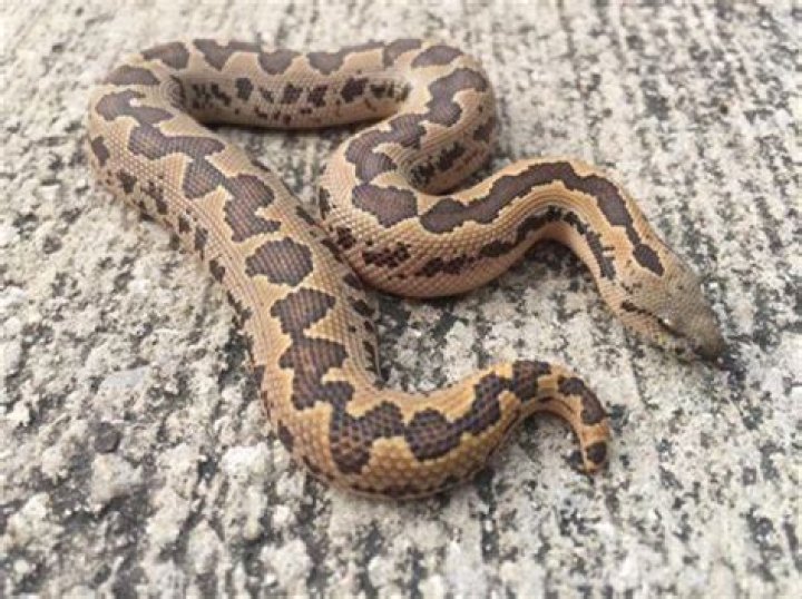Uncover the Secrets of the Enigmatic Brown Sand Boa: A Comprehensive Guide