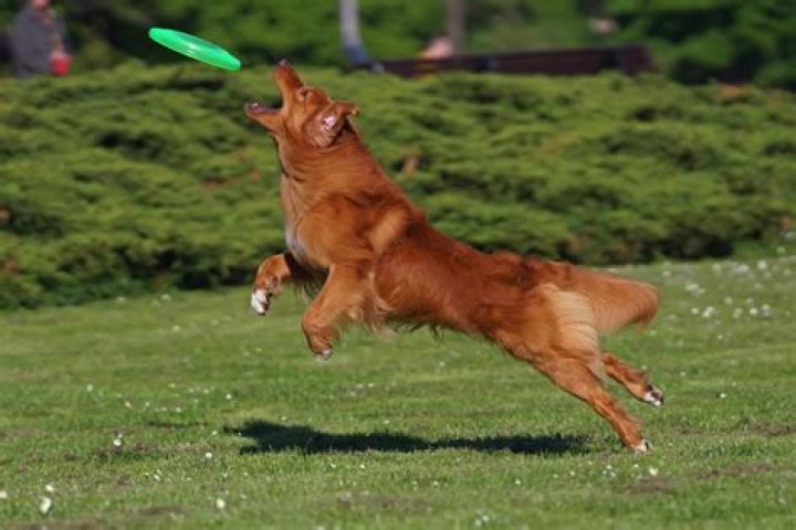 Unleashing the Joy of Skirby Dog Video: A Canine Sensation