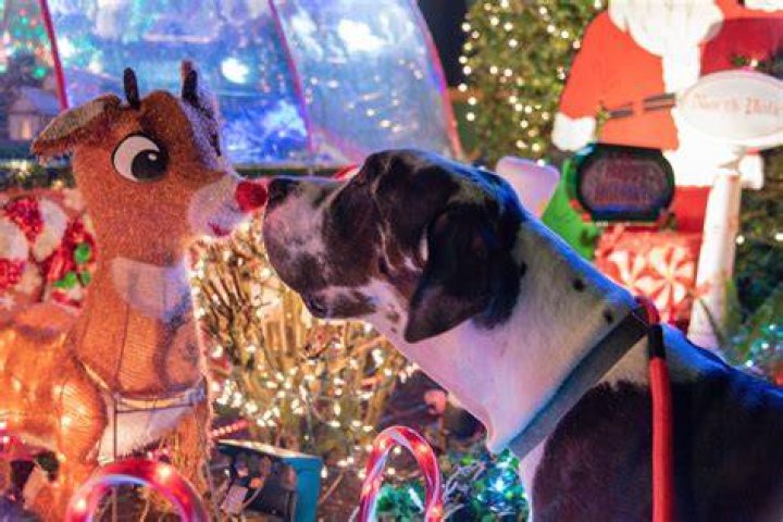 Unraveling the Mystery: Donner or Donder Reindeer