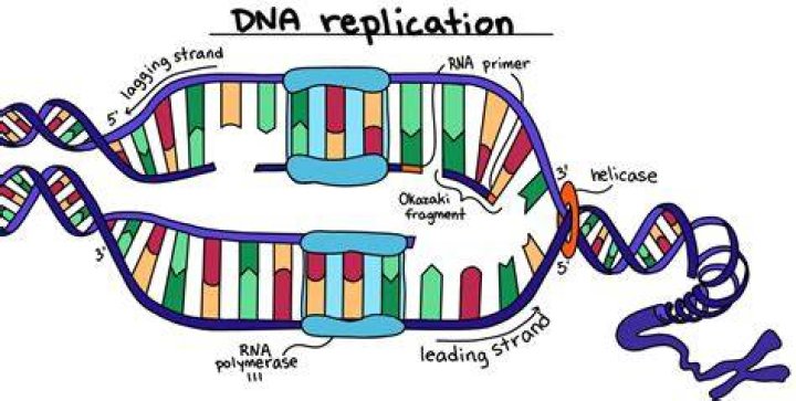 Why DNA Replication Occurs: Exploring the Need for DNA Duplication